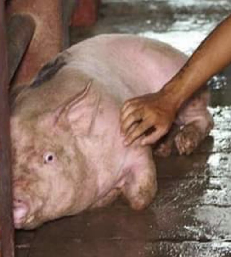 S_Catsgotmyback's tweet image. 😢 NonVegans, please. 
Really look at this and ask yourself if this is the world you want to live in. 
#HumaneSlaughterIsAMyth