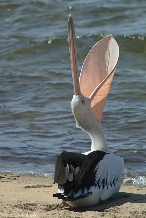 #NaturePhotography #photooftheday #naturelovers #photograghy

Pelican. 📸unknown