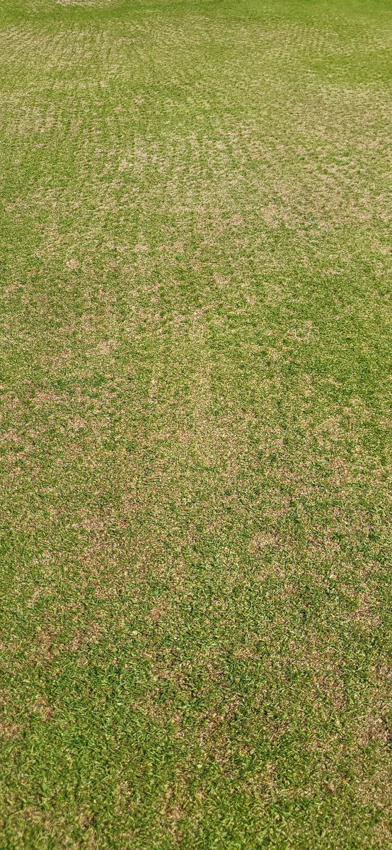 Less than 5 days and we have a strike from the <a href="/rigbytaylor/">Rigby Taylor</a> R105. 
Looking forward to overseeding in August during maintenance with these results 

<a href="/headlandLoz/">Laurence Mcrory</a> 
<a href="/AldwickburyGolf/">Aldwickbury Park GC</a> 
@MikeSmi09430975 

🌱🌱🌱