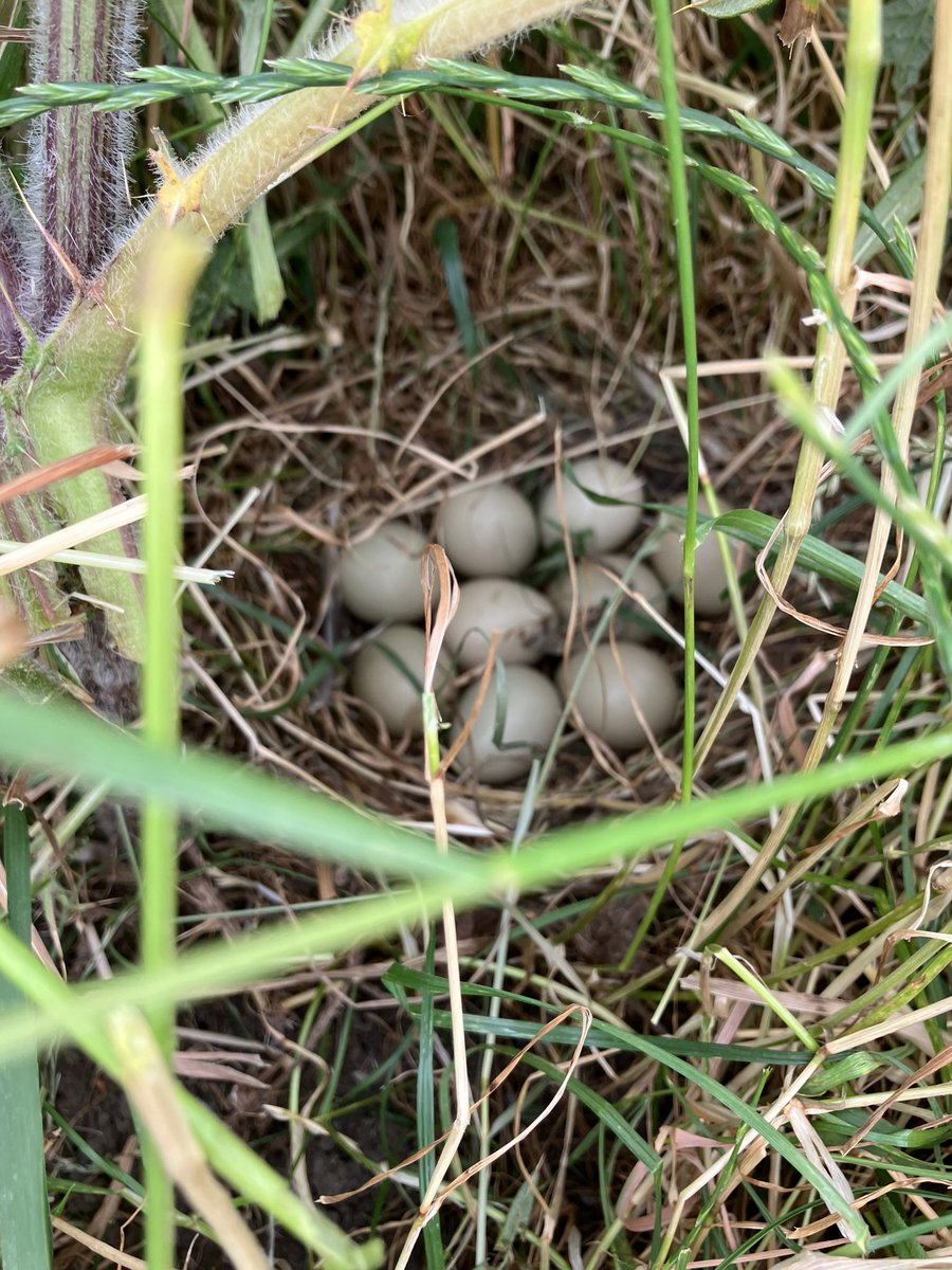 Debated getting the topper out to tidy up some thistles behind the #mobgrazing trials but decided to get old faithful out instead. Decision verified by finding this under a thistle! Only 10 meters away from out winter bird food plot as well! #conservation #dairyfarming