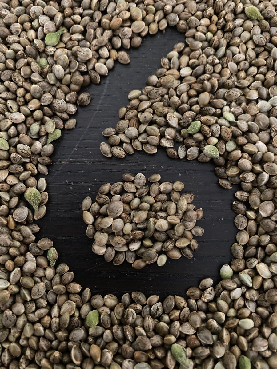 6 more days until cannabis is fully legal in Maryland!

Who’s ready for some free cannabis seeds?!?!

#Question4SeedScore