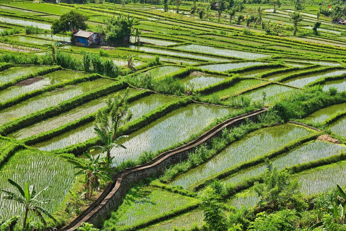 The Rice Paddy Puzzle has made Asians math geniuses.

Here is how it has done it 🧵: