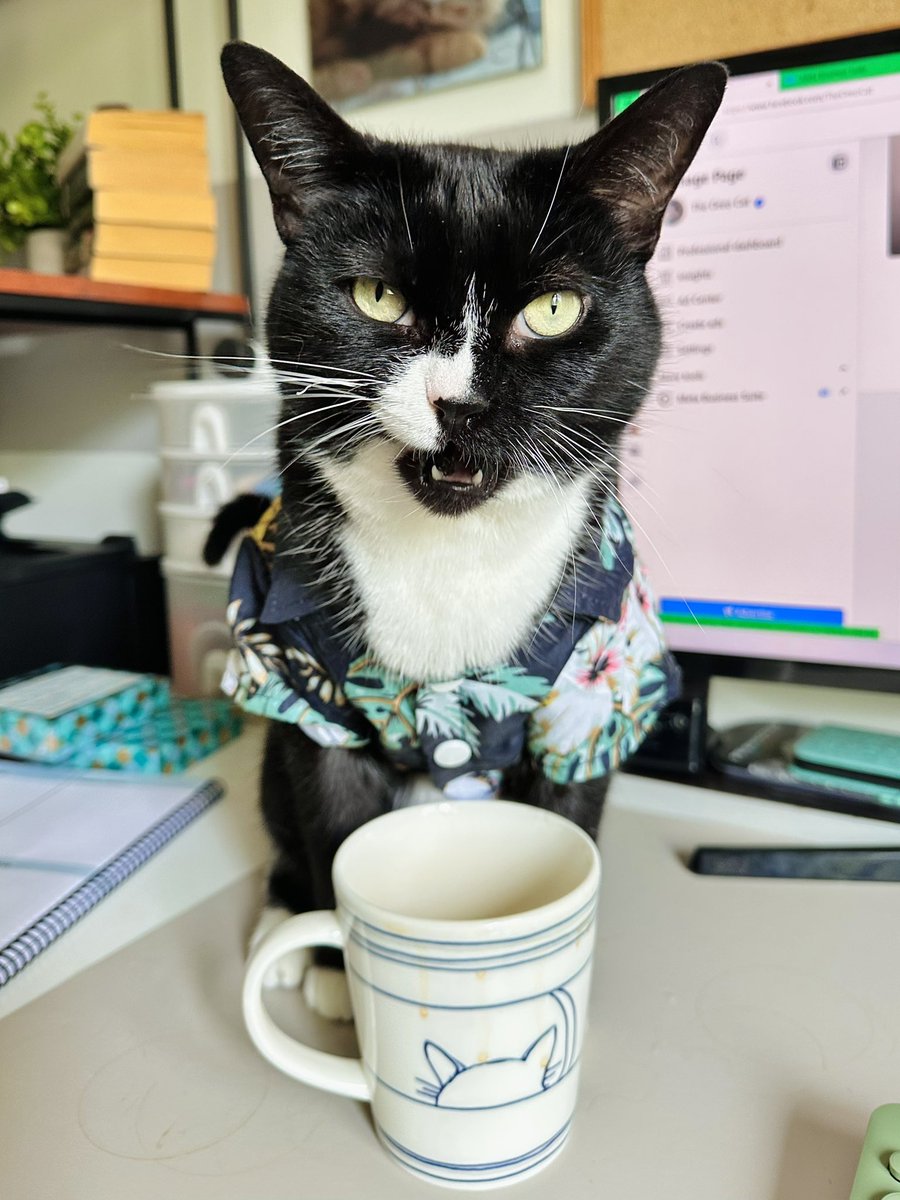 Bring it on Monday, I’m ready. ~ Onyx ☕️

#MondayMood #theoreocat #CatsOfTwitter