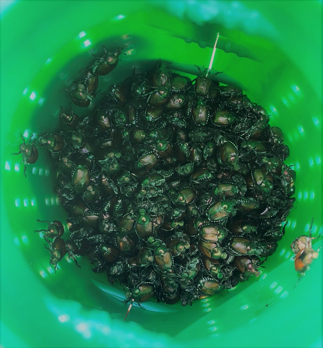 🪲 Japanese beetle adult trap catches nearing peak in Wake and Union counties. Great time for a preventive white grub app in these areas. Despite warm winter, only about a week earlier than last year.