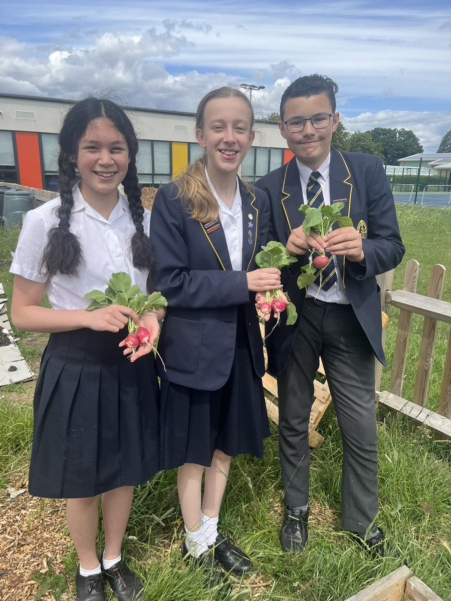 Tomorrow in the salad bar expect to see some of our home grown Samuel Ryder Academy Radishes. #ecogarden #ecoschools #GardeningTwitter @RHSSchools