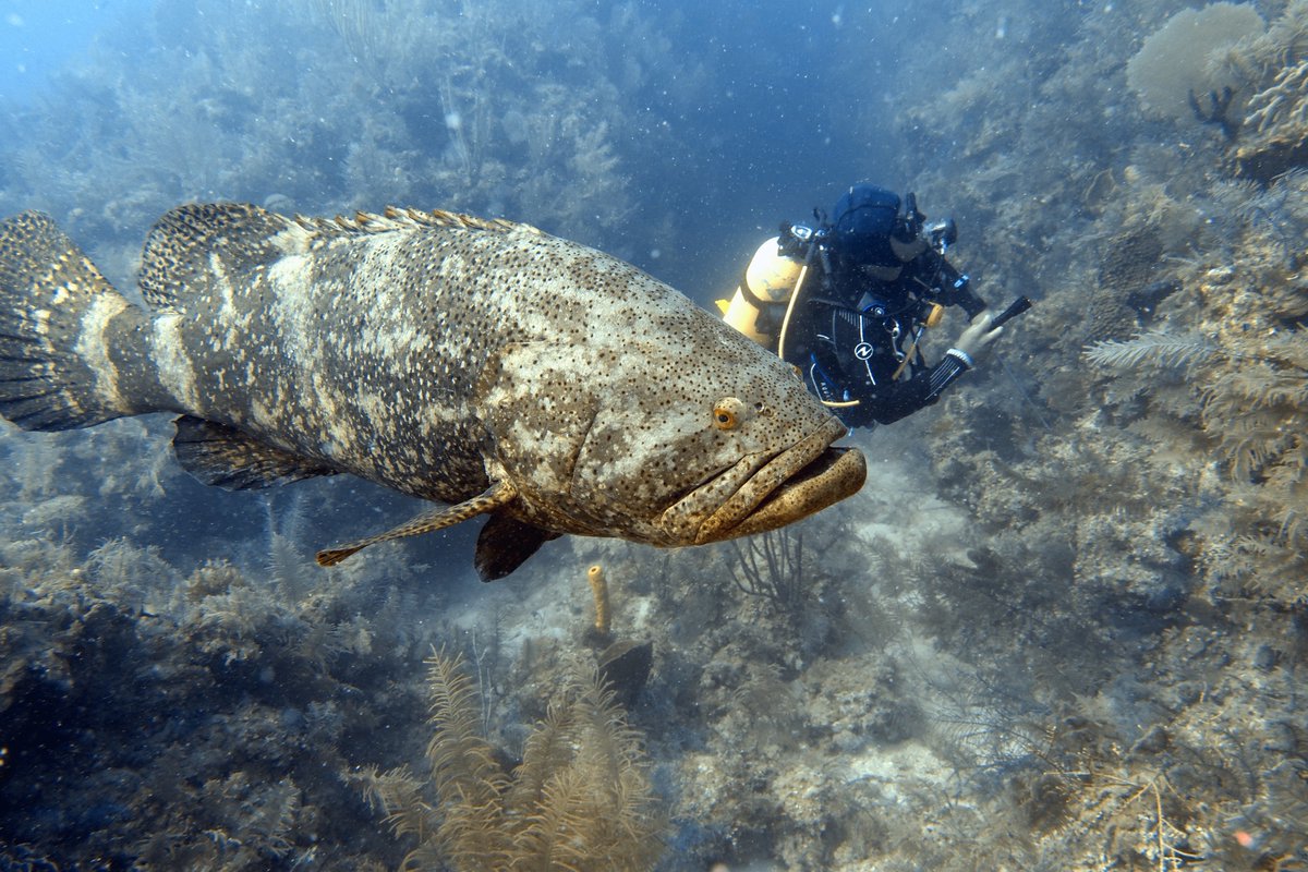 Maxing out at around 800 pounds, the weight of Goliath Grouper is comparable to an adult grizzly bear, American bison, or grand piano - similarly long items include a king-sized bed and surfboard! podcasts.apple.com/us/podcast/fis…. 

📷 Sue1001 CCbyNC4 iNaturalist #OceansMonth #AllTheFish