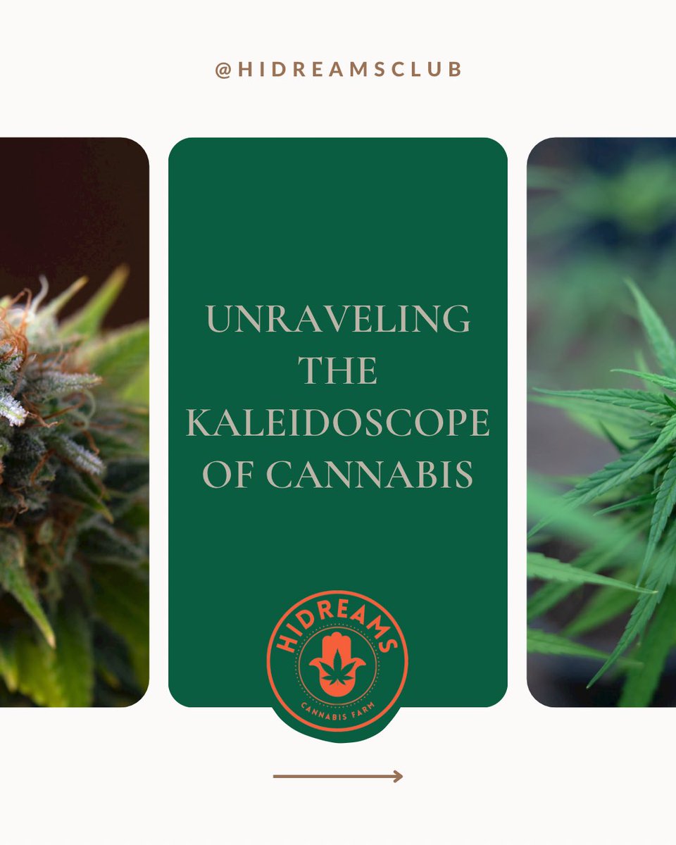 HiDreamsFarm's tweet photo. 🪬🌱✔️ Unraveling the Kaleidoscope of Cannabis

#hidreamsclub #highdreams #weel  #smoke #ucla #losangeles #california #cultivation #cannabis https://t.co/sc03ZGEzj9