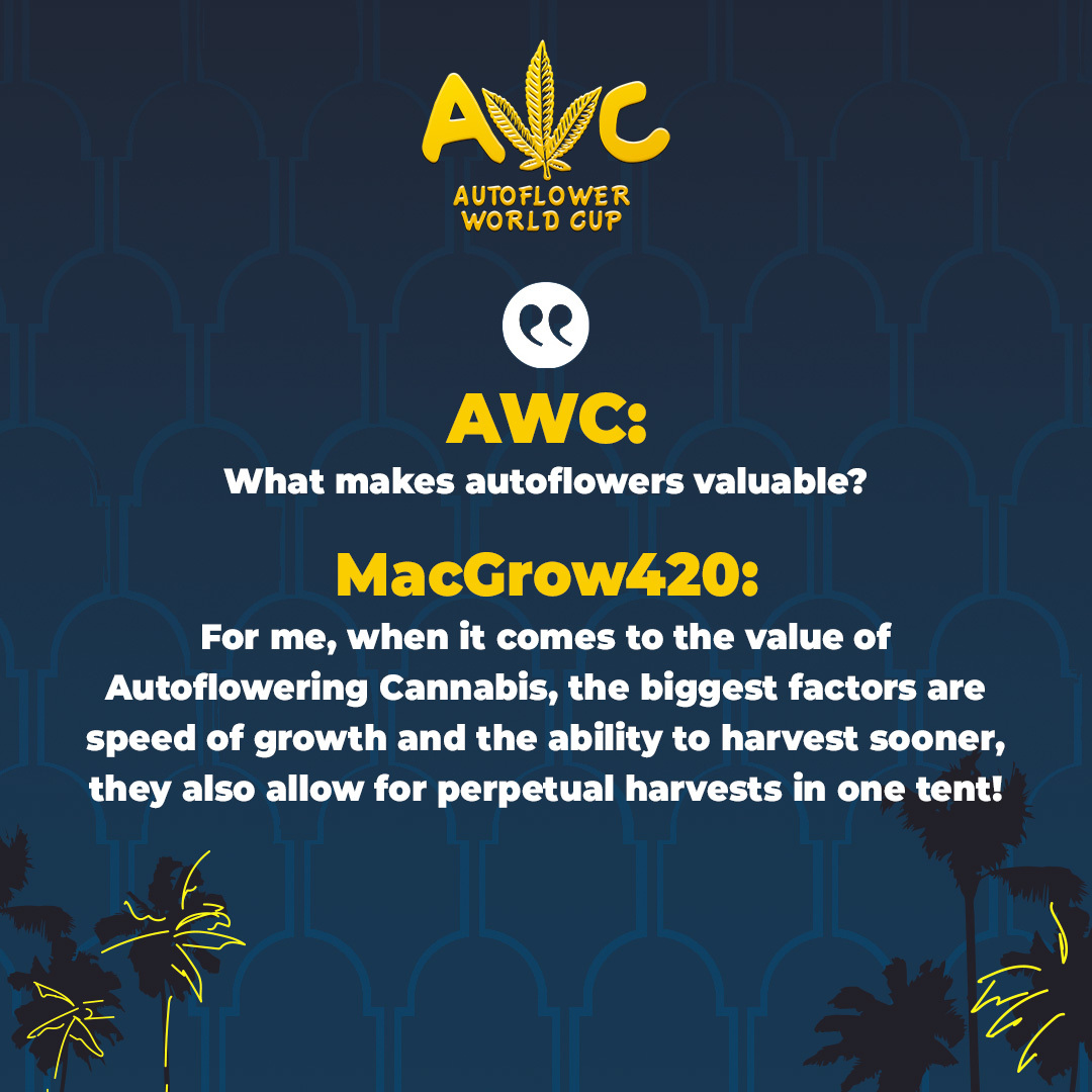 For me, when it comes to the value of Autoflowering Cannabis, the biggest factors are speed of growth and the ability to harvest sooner, they also allow for perpetual harvests in one tent!