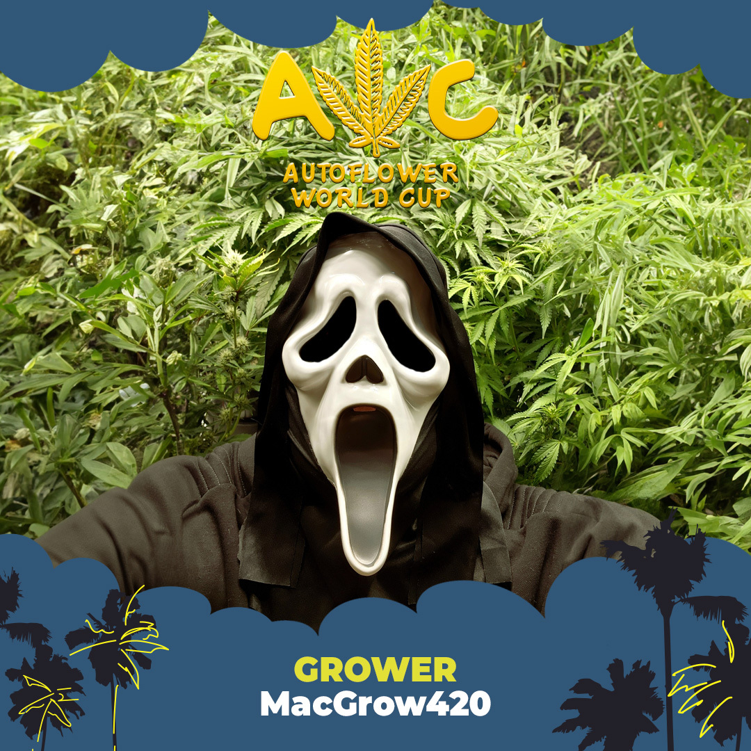 I'm known by my growmies as Mac and I'm a Cultivar Collector, Terpene Chaser, Flavonoid Fiend, and Extract Connoisseur! #macgrow420