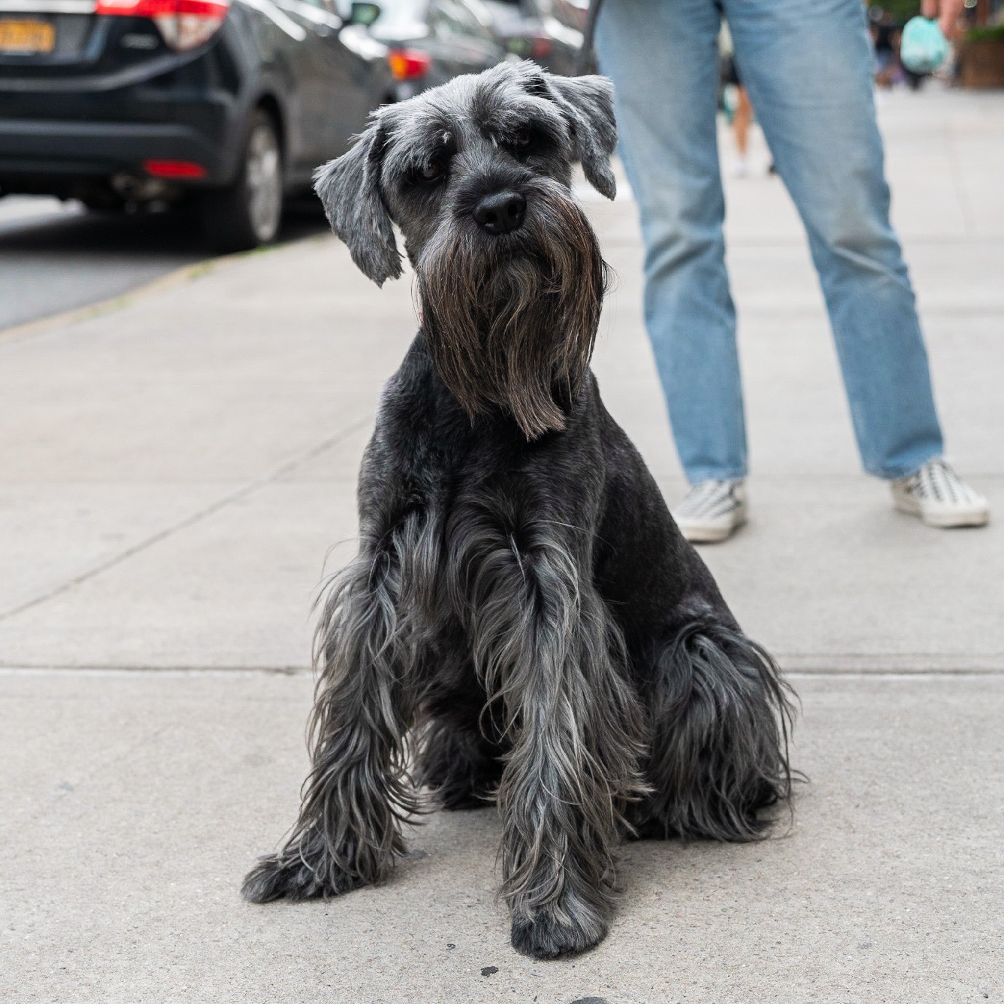 Miniature schnauzer cheap shoes