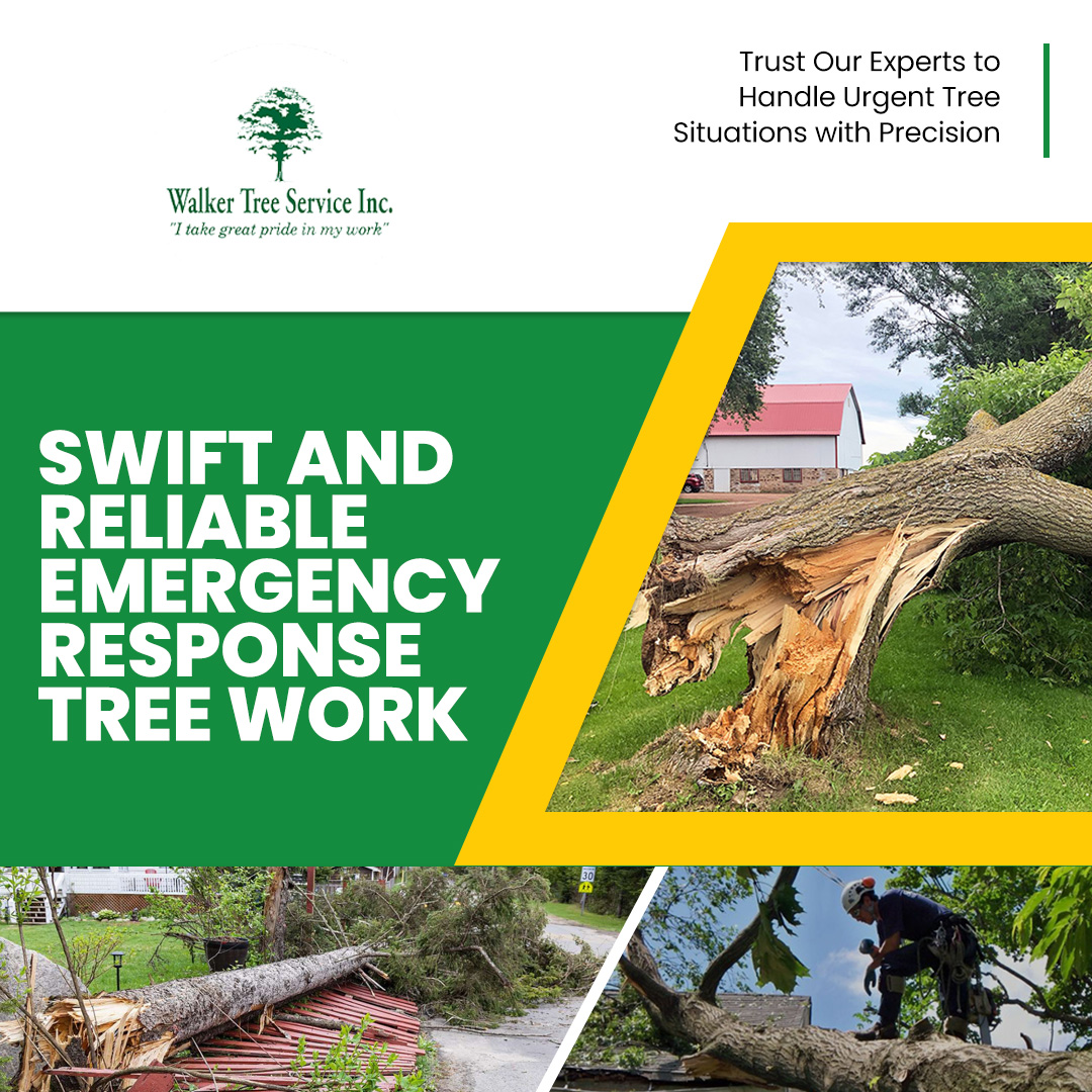 TreeWalker's tweet image. When you need emergency tree work, Walker Tree Service will ensure that your property is safe and secure in no time. Trust in our expertise and experience to handle any emergency tree situation with ease.
#WalkerTreeService #LocalBusiness #NorthoftheRiver #ExperiencedTreeService