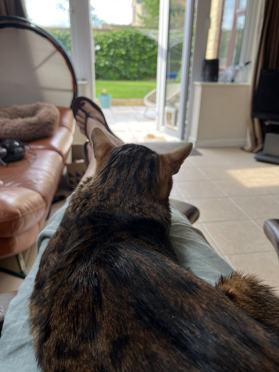SuzPilks's tweet photo. Best seat in the house! #teambengal #poormum 😹😹😹😹😹😹 https://t.co/kJbfoegTbC