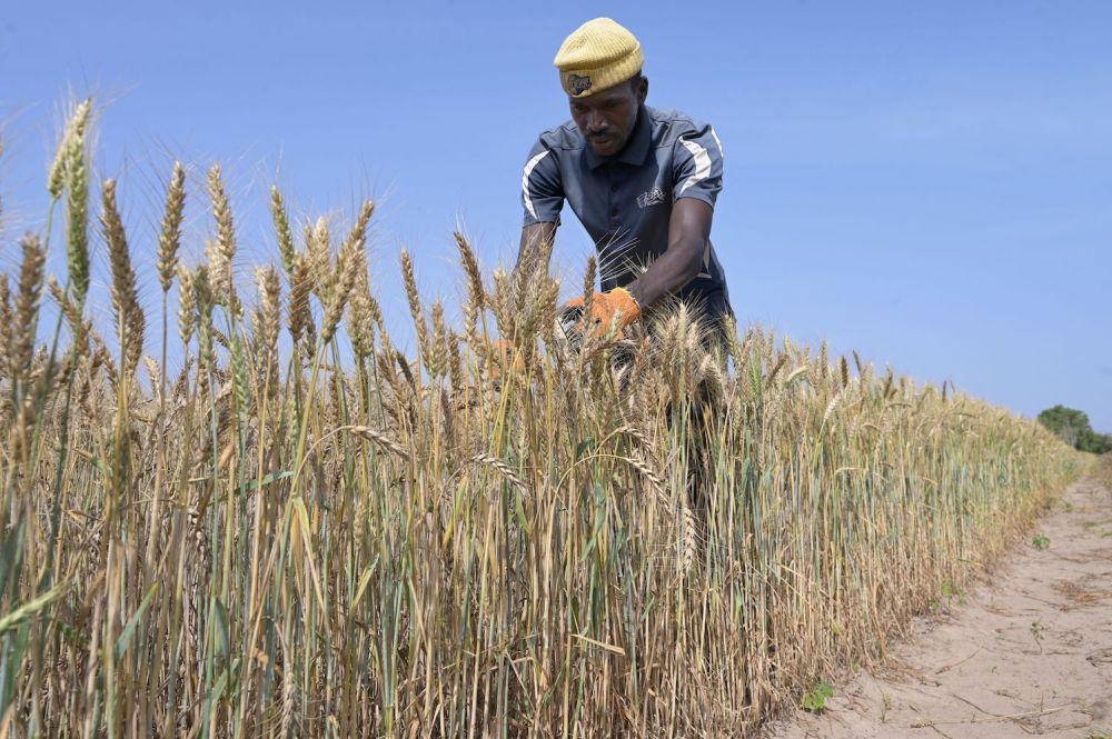 XavieraG10's tweet photo. Russia's war on Ukraine &amp; the COVID-19 pandemic could have collapsed the #GlobalFoodSystem, but international efforts to protect agriculture and food security prevented the worst.

Learn about the challenges facing farmers as they fight to feed the world👉 https://t.co/J7V1AoivaP https://t.co/GTdn79WTLo