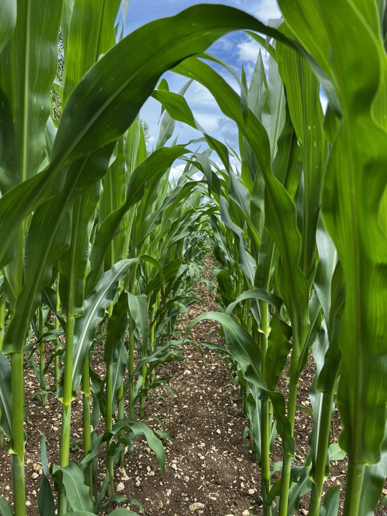 rob_rodders's tweet photo. It’s going to be some crop!
@LGSeedsUK Resolute, drilled 20th April, 43k seeds. @AgriiUK Maize Kicka to help get it away. Seedbed ploughed, p harrowed and pressed. Top dressed with N after emergence.
#maize #crop #forrage #somecrop #clubhectare #seed https://t.co/ka459ciR1R