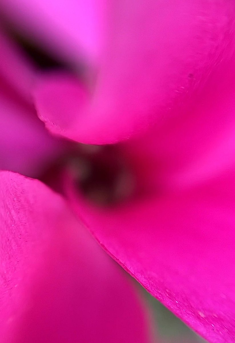 In the pink 🩷
Enjoy your #MacroMonday
@DavidMariposa1 @ThePhotoHour @@admired_art