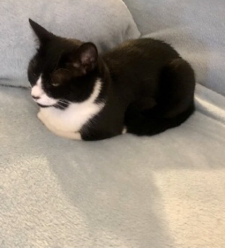 I baked yous all a loaf fur #kittyloafmonday 😻
I tink it’s a gooder loaf.  
Is it? 🥺
#TuxieGang #CatsOfTwitter #CatsOnTwitter