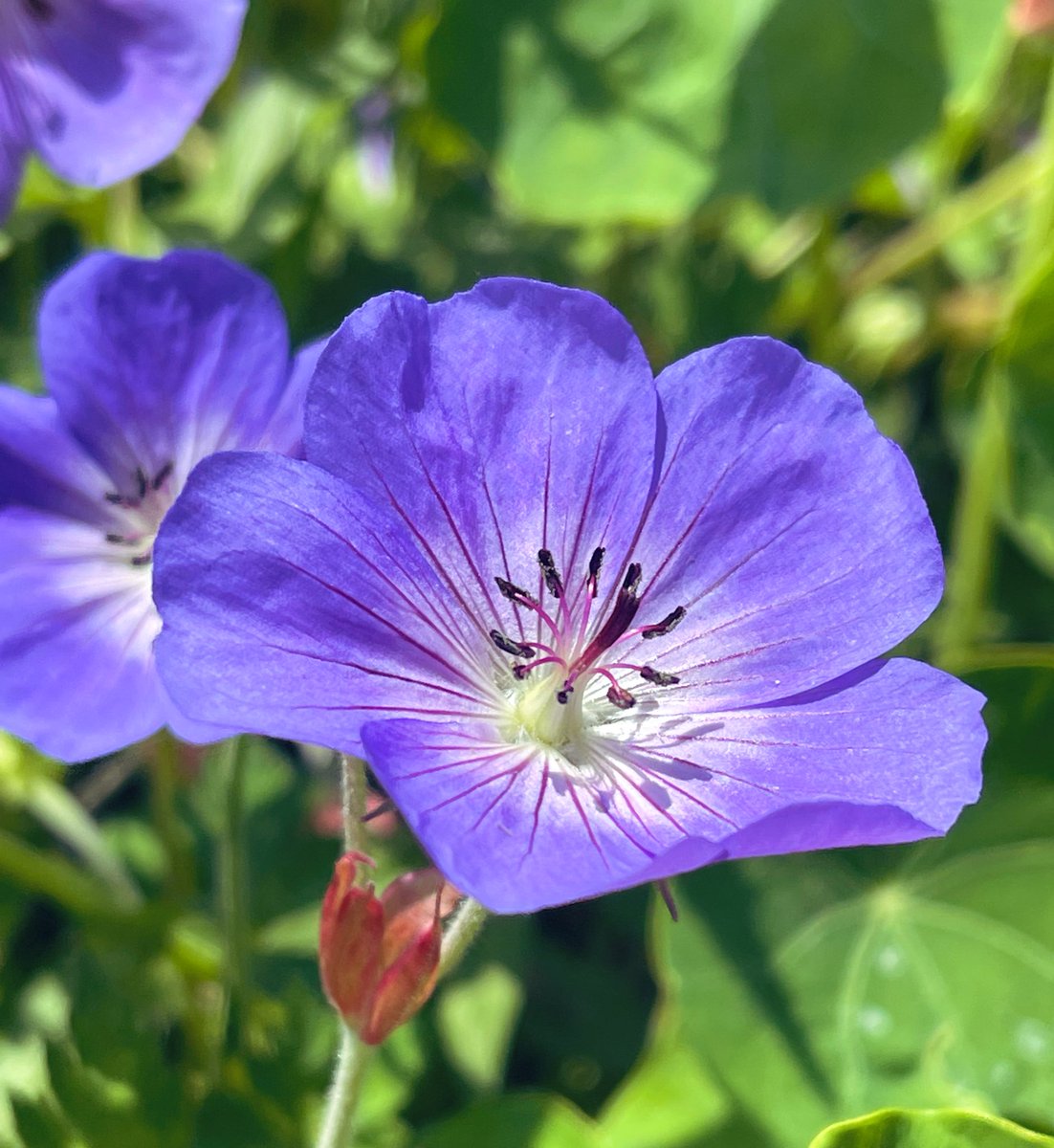 Simple beauty #flowers #gardening