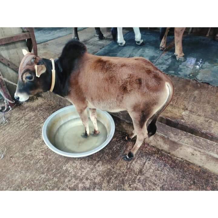 MohammadMohon99's tweet photo. ৩০/৪০  হাজার টাকা দিয়ে গরু নিবেন এতে মন ছোট করবেন না এই টাকা কামাতে আপনার বাবার মাথার ঘাম পায়ে ফেলেছে
“আল্লাহর কাছে (কোরবানির পশুর) রক্ত-মাংস কিছুই পৌঁছে না। পৌঁছে কেবল তোমাদের তাক্বওয়া।

 (সুরা-২২ হজ, আয়াত: ৩৭) https://t.co/FlUsXMESIN