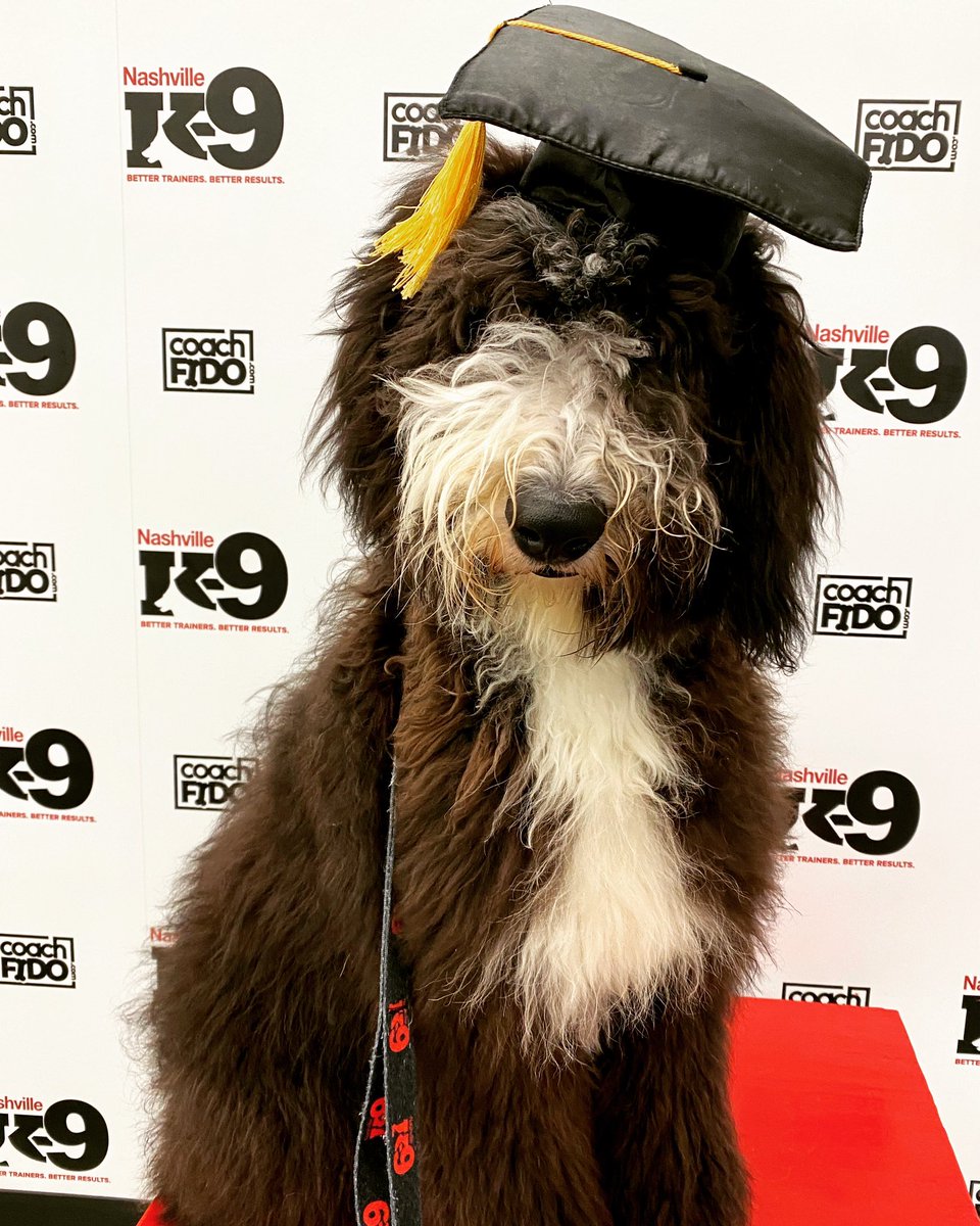 Congratulations, Bruce! You graduated!! 

#sheepadoodle #doodle #doodlepuppy #dogtraining #nashville #nashvilledogtraining  #obedience #nashvilledogtrainer #positivereinforcement #clickertraining #agility #behavior #bettertrainers #betterresults #NashvilleK9