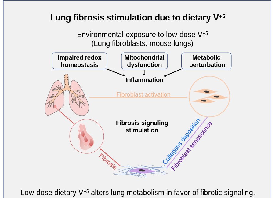 AJPLung's tweet photo. Today's #ArticleinPress comes from a team at @EmoryPulmonary Low-dose vanadium pentoxide perturbed lung metabolism associated with inflammation and fibrosis signaling in male animal and in vitro models (Xiaojia He et al.):
https://t.co/cFkcvLlXXA
#LungInflammation #Fibrosis https://t.co/epUDsOAgvs