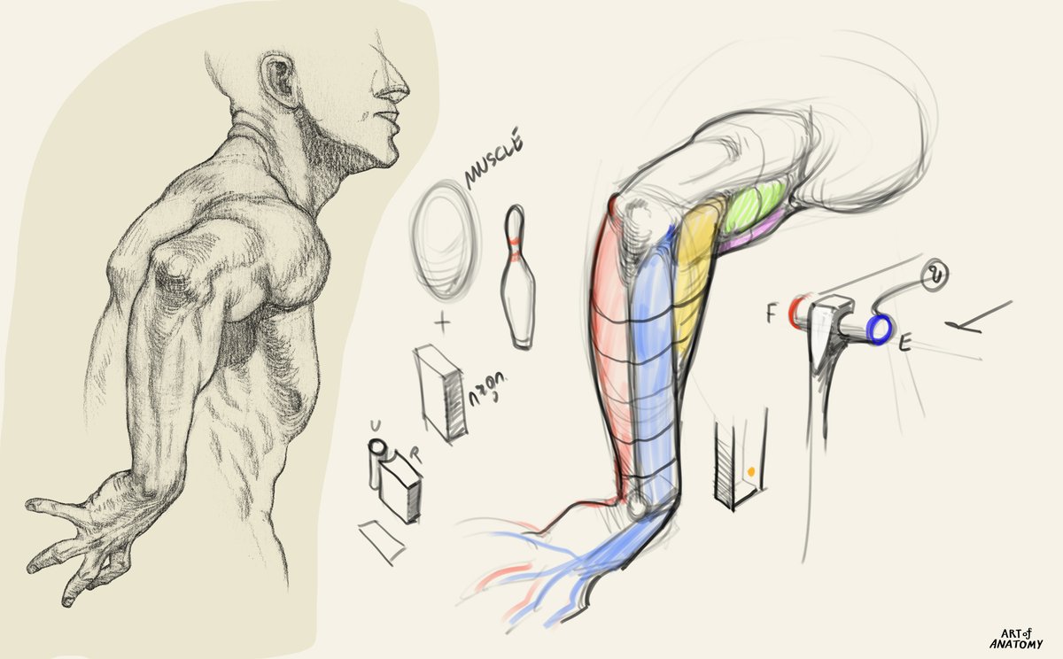 📢 สาธิตการวาด ปลายแขน-ลำตัว
ในวิชา ' Anatomy For Artist '
▶️รับสมัคร ถึงวันที่ 12 กค. ทาง DM
(เหลือ 12 ที่)
▶️รายละเอียด ดูในโพสที่ปักหมุดได้ครับ
#artofanatomy #figuredrawing #drawing