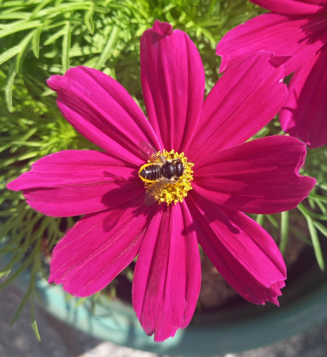 Happy little #bee drinking the nectar from the lovely #cosmos 🐝 🌸 

#MyGarden #Flowers #BeeFriendly
#MagentaMonday #ThePhotoHour