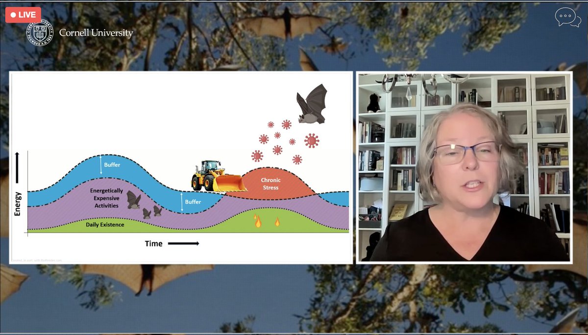 Debby Ng (@torvaanser) on Twitter photo Prof Deeann Reeder illustrates how natural and anthropogenic impacts cause energetic stress in mammals such as bats, mice, birds... and how his contributes to viral shedding, and consequently, spillovers <a href="/BatOneHealth/">BatOneHealth</a> #OneHealth Prof Deeann Reeder illustrates how natural and anthropogenic impacts cause energetic stress in mammals such as bats, mice, birds... and how his contributes to viral shedding, and consequently, spillovers <a href="/BatOneHealth/">BatOneHealth</a> #OneHealth