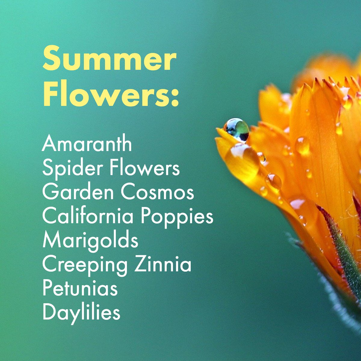 Summer is a time when your garden delivers a riot of color and texture, not to mention attracting beautiful butterflies and hummingbirds. 🌼🌺🦋

#summerflowersinbloom    #summerflowers🌻    #summertimeflowers    #flowerssummer
#keepingitrealestate #therealREALTOR