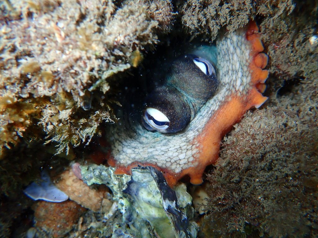 🎵Take me down to the octopus city where the seagrass is green and the girls are octopuses🎵

Octopuses are usually solitary creatures. However, there are two sites in Jervis Bay, dubbed Octopolis and Octlantis, where several gloomy octopuses (Octopus tetricus) in close proximity