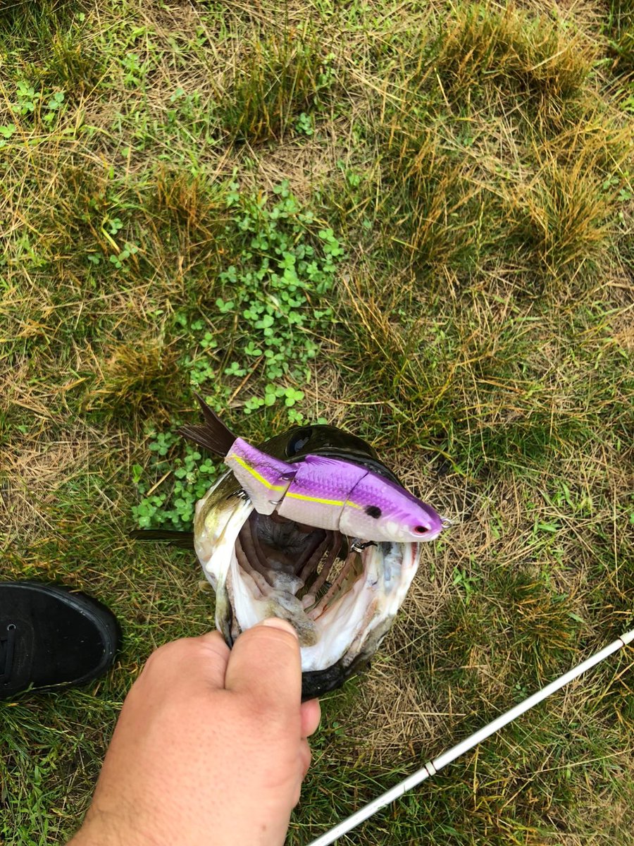 Jaysinkfishn's tweet photo. Catch alert
Dude dee slayed them in the jaysinkfishn lures grape sexier Shad swim bait .
#jaysinkfishn #custompaintedlures https://t.co/XFcn4LFfOP