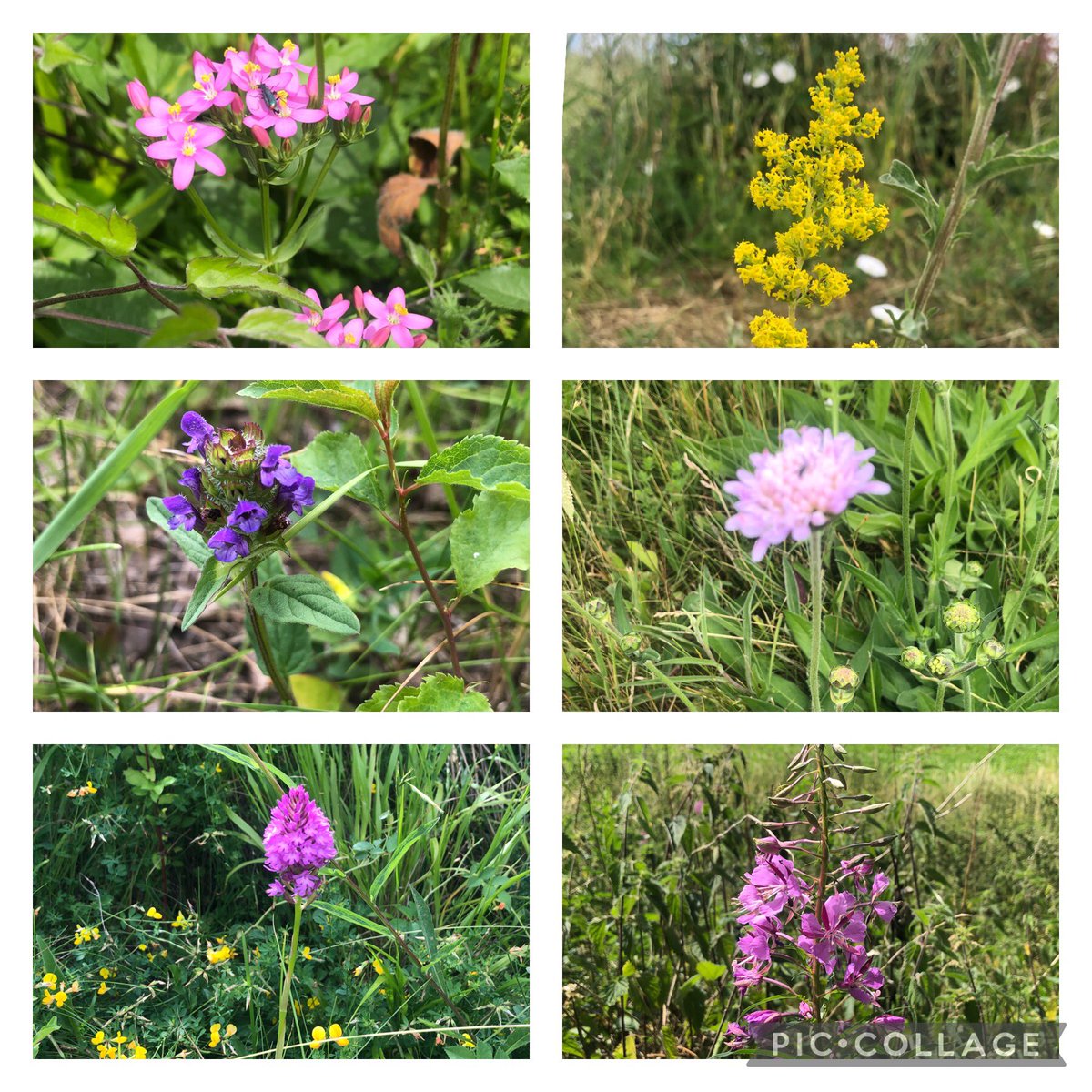 Exciting walk near Lavenham, stopping every few metres to look at a new #WildFlower. Spotted: Lady’s Bedstraw, White Bedstraw, Pyramidal Orchids, Common Selfheal, Common Centaury, Spiny Restharrow, Tufted Vetch, Field Scabious, Nipplewort, Fireweed, Creeping Cinquefoil and more!