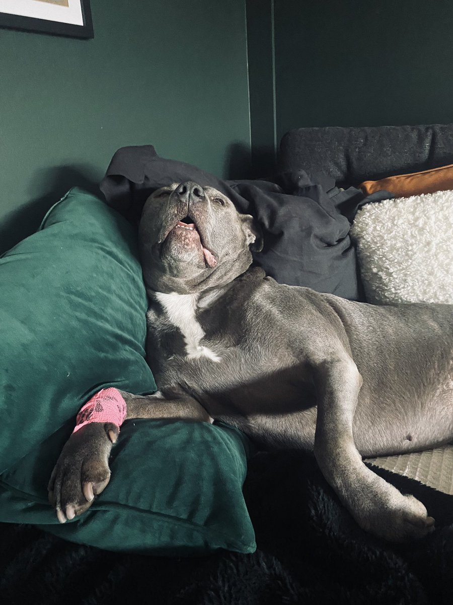 maya was a really brave girl at the vets and came home high as a kite 🥹