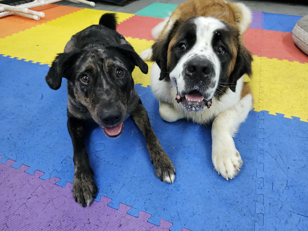 Being a dog mom has consumed so much of my personality, I even send him to daycare once a week. 😂 

Ok, truth is he loves playing with other dogs but our elderly girl gets tired of his nonsense. 

But look at how happy it makes him. 🥹