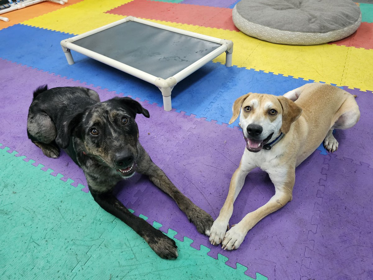 TalentBrandBri's tweet photo. Being a dog mom has consumed so much of my personality, I even send him to daycare once a week. 😂 

Ok, truth is he loves playing with other dogs but our elderly girl gets tired of his nonsense. 

But look at how happy it makes him. 🥹 https://t.co/N5kJNiFygu