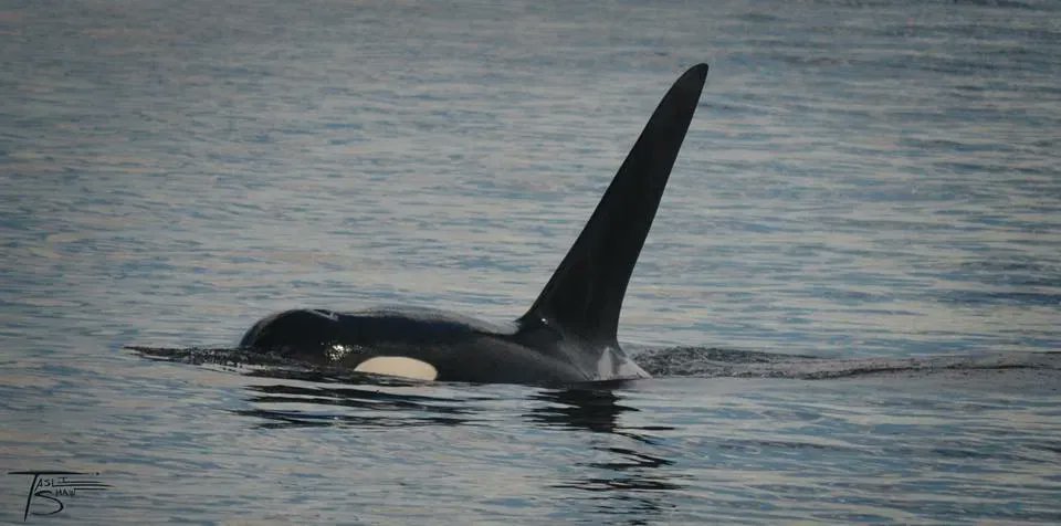 In 2021 our #OrcaActionMonth Naming of Things blog post looked at how the Northern and Southern Residents in BC get their names.
buff.ly/3gl74o1 
Photo by Tasli
#WhaleTales #LastingLegacies