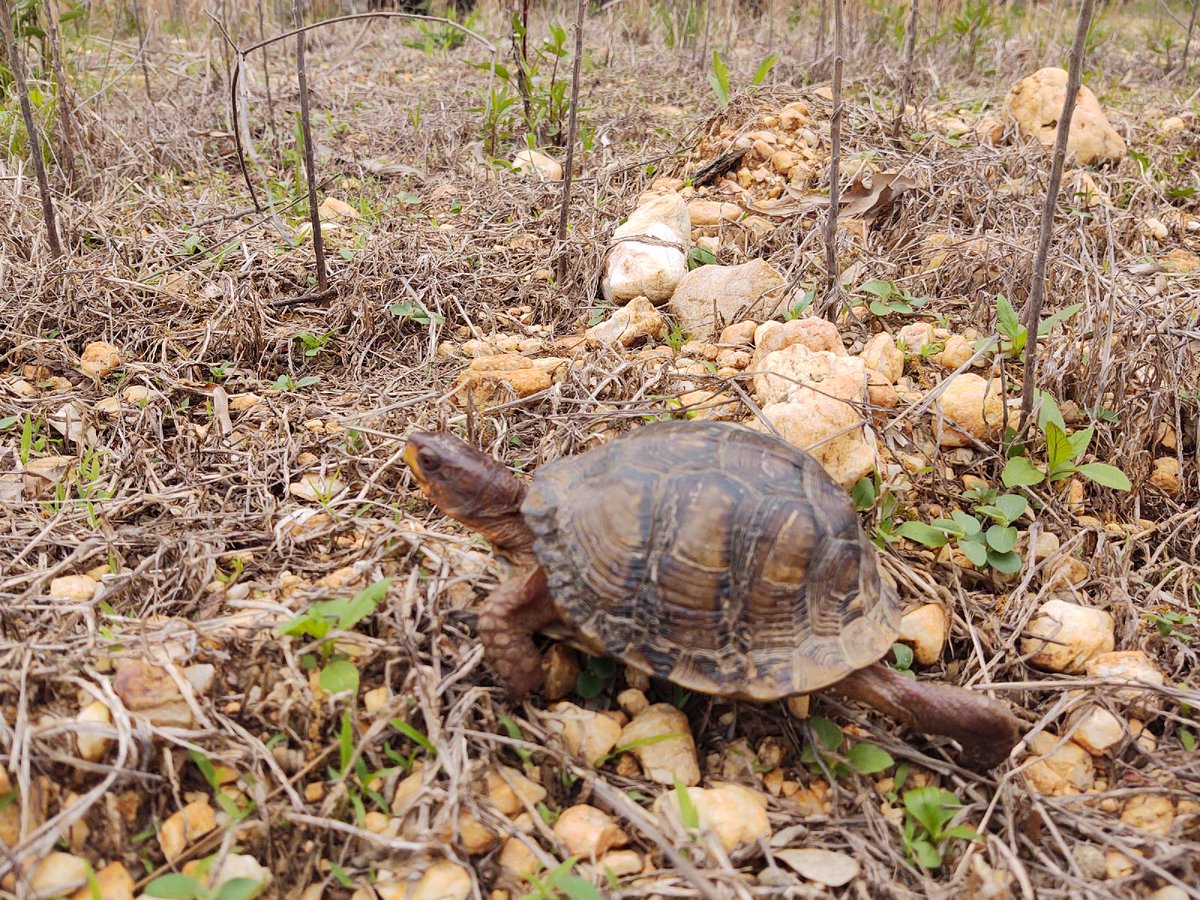 Z_H_0711's tweet photo. found a turtle a while back, we let him back into the wild near a water source with low pedestrian traffic 💛 https://t.co/KOpWk15sT3