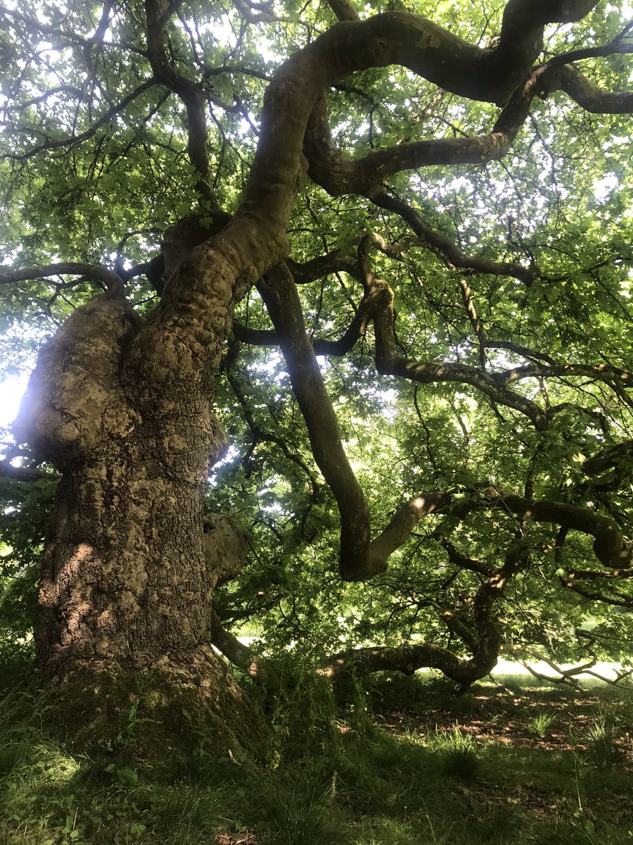 SybilRuscoe's tweet photo. Inspirational and a privilege to visit @colesbournepark with @HonCoGlos to hear Henry Elwes share his knowledge, enthusiasm &amp; love of trees. #Gloucestershire #Cotswolds Great too to see @QGCanopy ancient tree. #trees 🌳 https://t.co/hd1AqswAr1