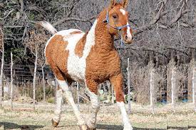 Criollo Crespo, una raza que se creía extinta pero sobrevive en Río Negro 🐎

❄️ Esta especie de caballos habitaba en la Meseta de Somuncurá y debido a cuestiones climáticas fue desapareciendo. Sin embargo, algunos ejemplares aún perduran en la Región Sur.

👨 El veterinario y
