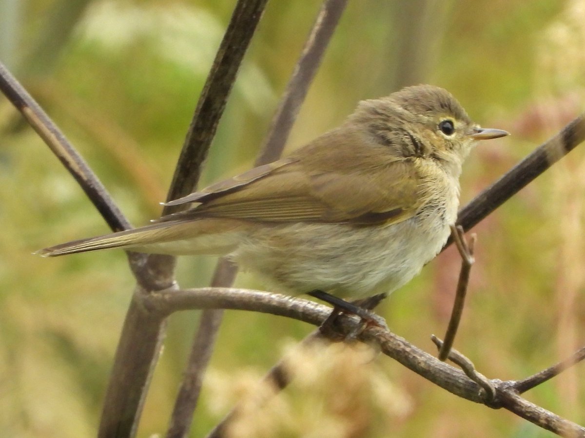 #GlosBirds Enjoyed watching a family of Common Whitethroats this morning at Lower Rea, parents feeding at least 4 youngsters. There was also juvenile Blackcaps and Chiffchaffs in the area.