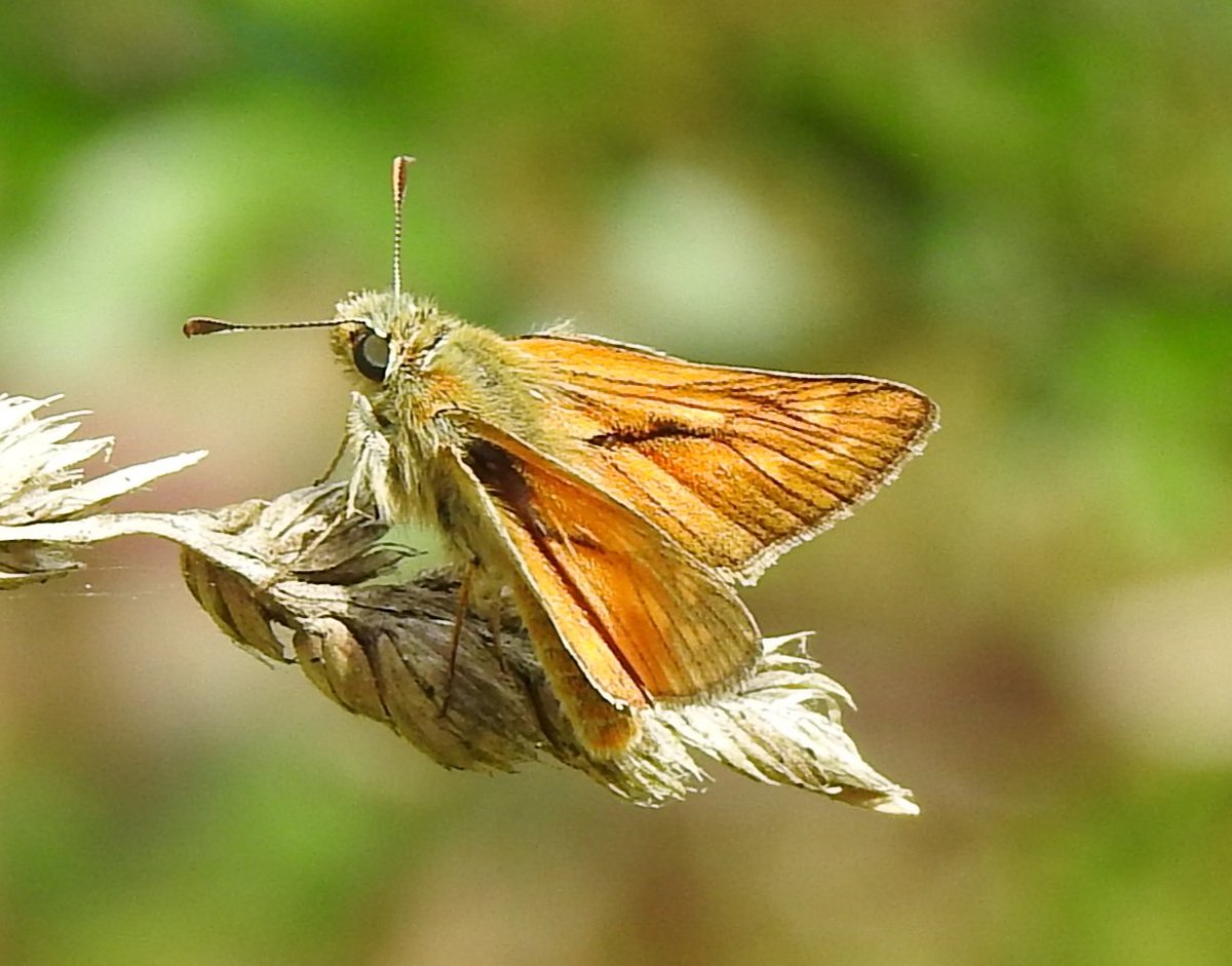 Brown & Southern Migrant Hawkers, Large Skipper at Finginghoe today