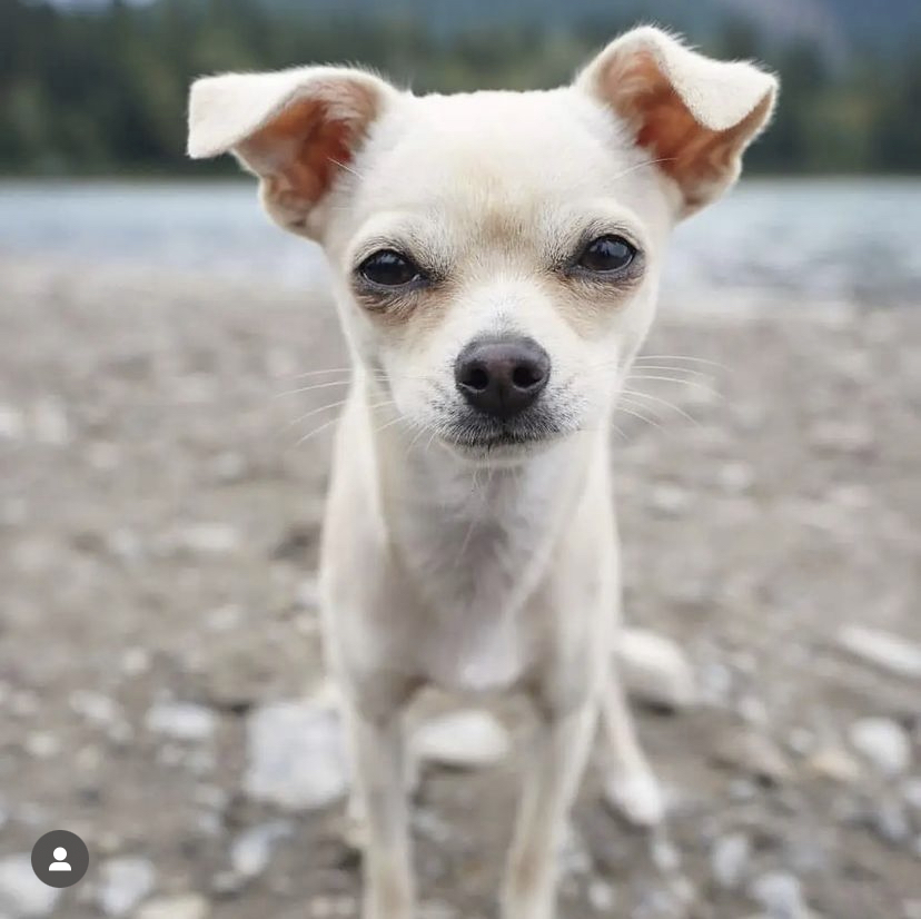 FineLineInd's tweet photo. Hi, I'm Capri and I consider myself security here at Fine Line. However, I think the humans have different ideas about my role.
When I'm not working, I enjoy eating Babybel cheese. But only Babybel cheese, please do not feed me string cheese, only name brand for me. https://t.co/BoaHhg6f2M