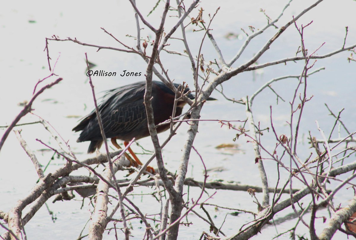 #outdoors #nature #wildbirds #wildbird #wildbirdphotography #outdoorphotography #greenheron #heron #birds #birdphotography #texas #texaswildlife  #photography  #photographersoftexas #texasphotographer