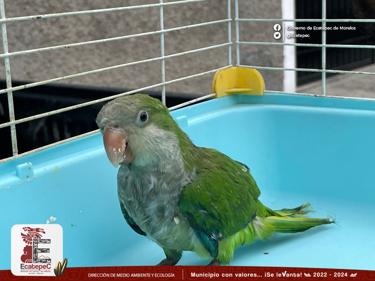 Dirección de Medio Ambiente y Ecología Ecatepec tweet media