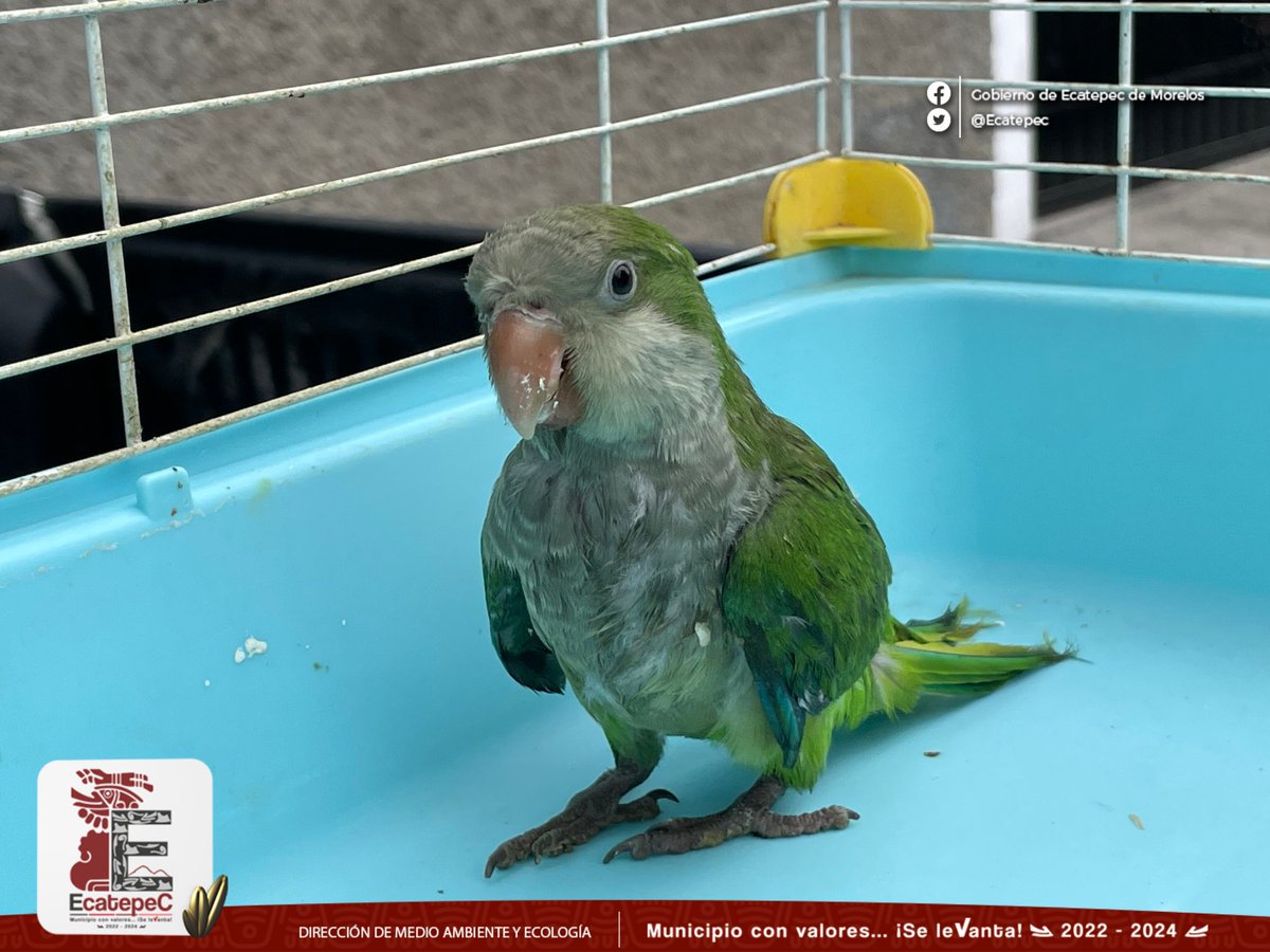 Dirección de Medio Ambiente y Ecología Ecatepec tweet media