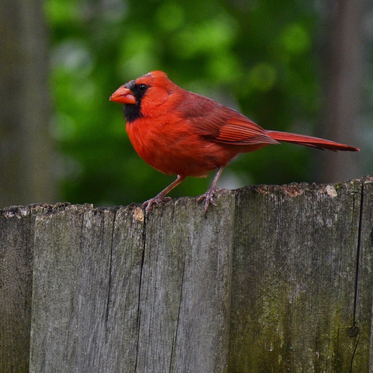 Cardinal in Wortley Village
#cardinal #cardinalsofinstagram #bird #birdsofinstagram @Nikon #birdphotography @nikoncanada #gate #wood #nature #wildlife #naturephotography #feathers #beak #red #black @weathernetwork