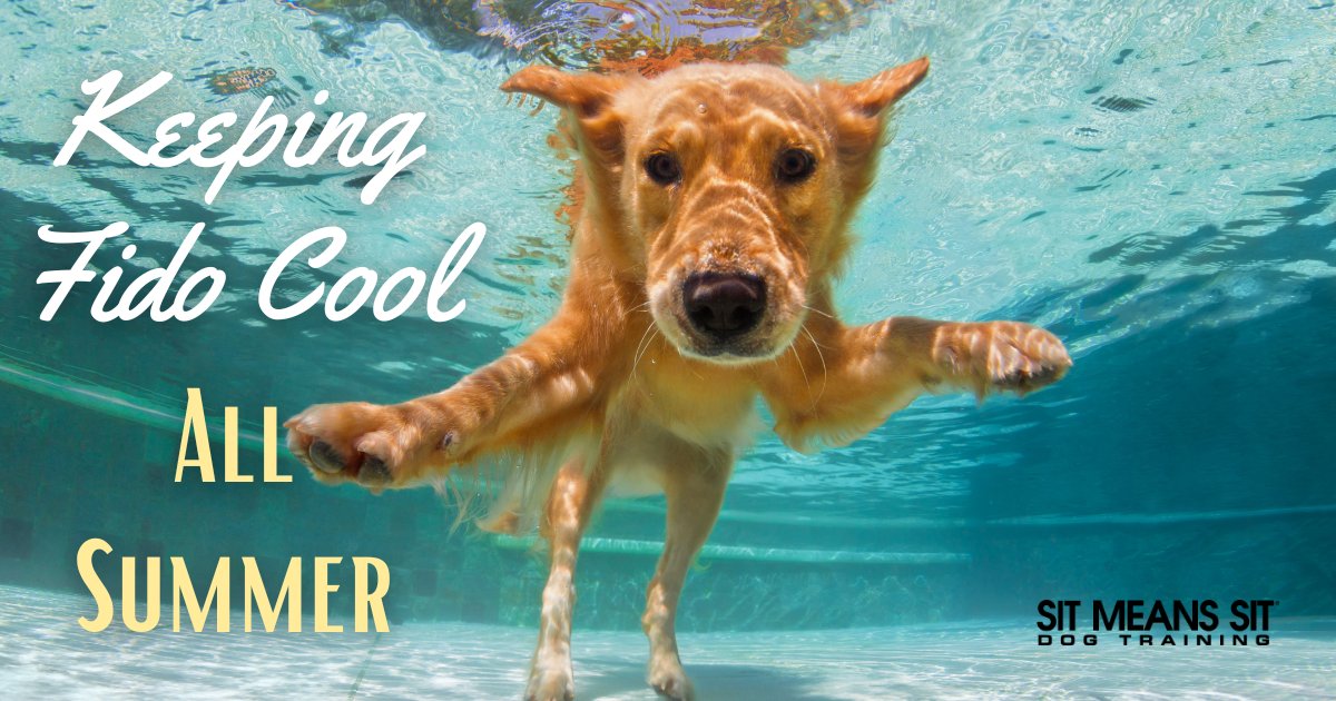 DogTraining_MI's tweet photo. These Products Will Keep Fido Cool All Summer Long | https://t.co/8V29ng4d3y https://t.co/QHcVwUXzk9