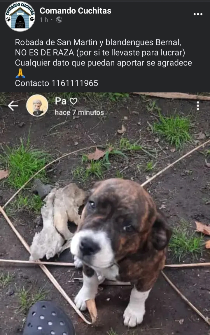 jimenadequilmes's tweet photo. MÁXIMA DIFUSIÓN!!!🚨💞 ESTA ANGELITA DEBE REGRESAR CON SU FAMILIA LO ANTES POSIBLE!!!🙏😢💓 Desde ya, muchas gracias!!!🐶🤗❤️ #Quilmes #Bernal #PerraRobada #GenteRota #NoAlMaltratoAnimal https://t.co/0xKjC3YGnc