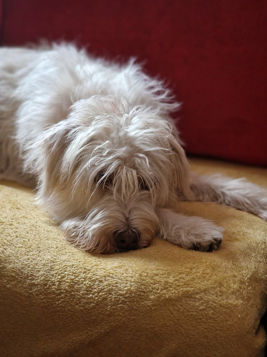 You have to love a mioritic shepherd 💜💖💜 #dogs #twitterdogs #fosterfail.