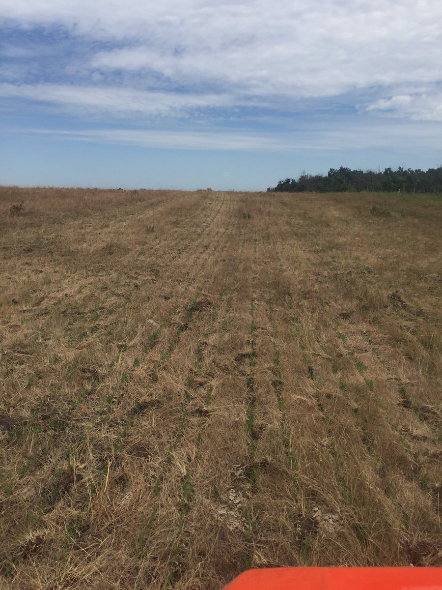 Did some sod seeding of oats and peas, looks not to bad. The lottery of the thunderstorms have been kind to us.