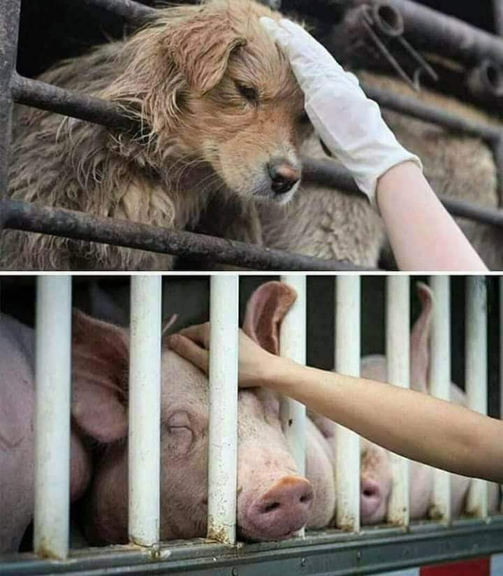 Same cruelty. Different culture 🔪😈 Both violently slaughtered. We are no better than other countries when we allow this to happen.  #YulinDogMeatFestival #China #dogsoftwitter #pigs #bacon #AnimalCruelty #animallovers #vegan #bekind #Yulinfestival